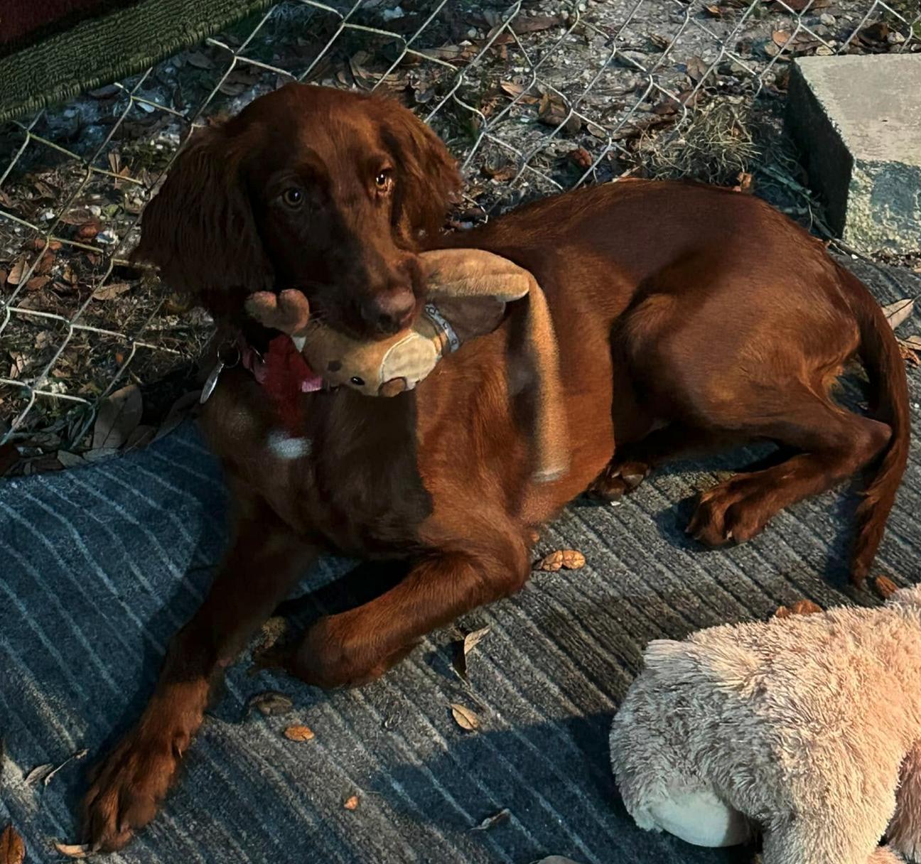 Ruby (ADOPTION PENDING), a Adoptable Irish Setter in Osteen, FL image 3/3
