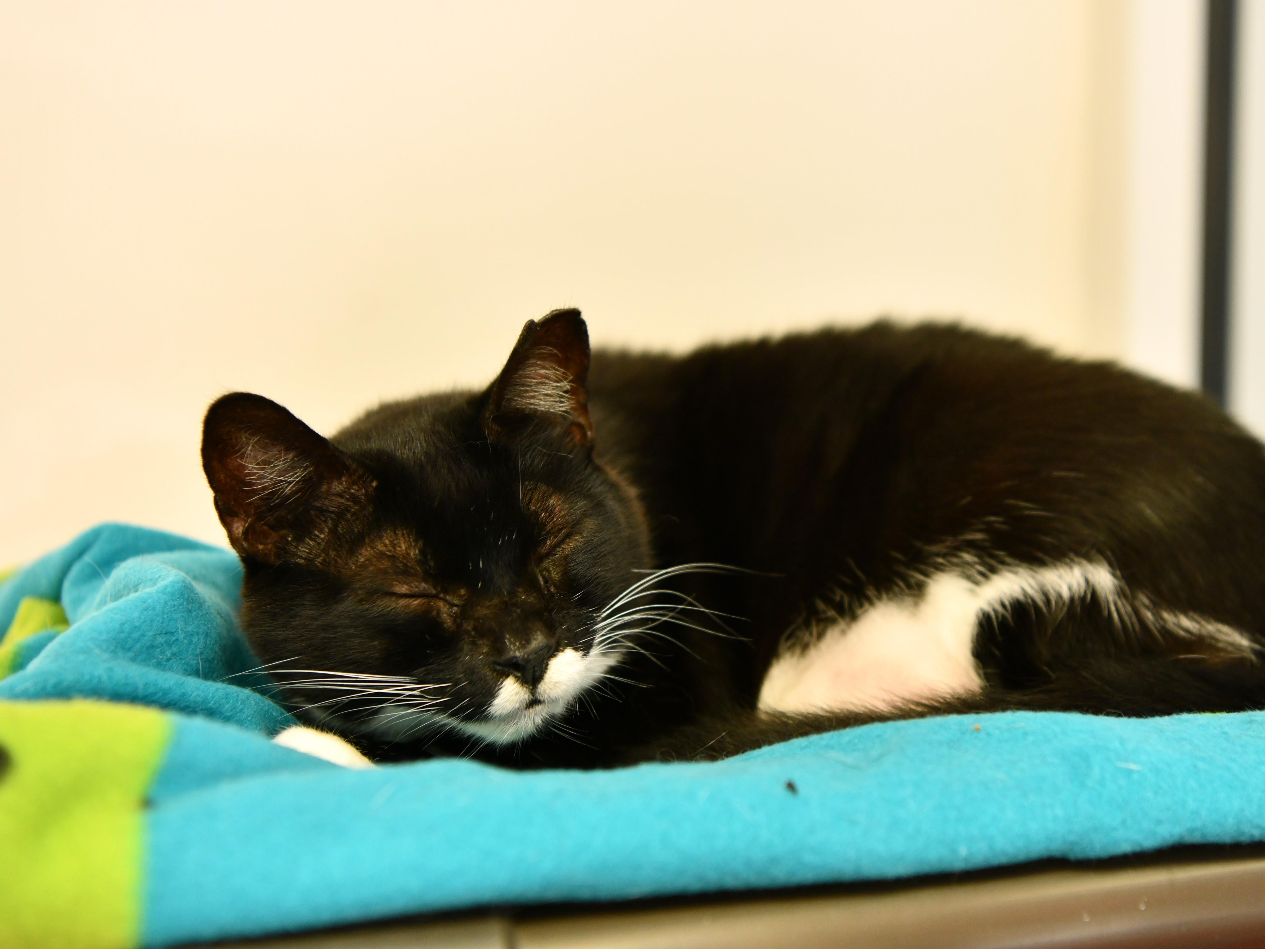 Chicken Minis, an adoptable Domestic Short Hair in Fairhope, AL, 36532 | Photo Image 2