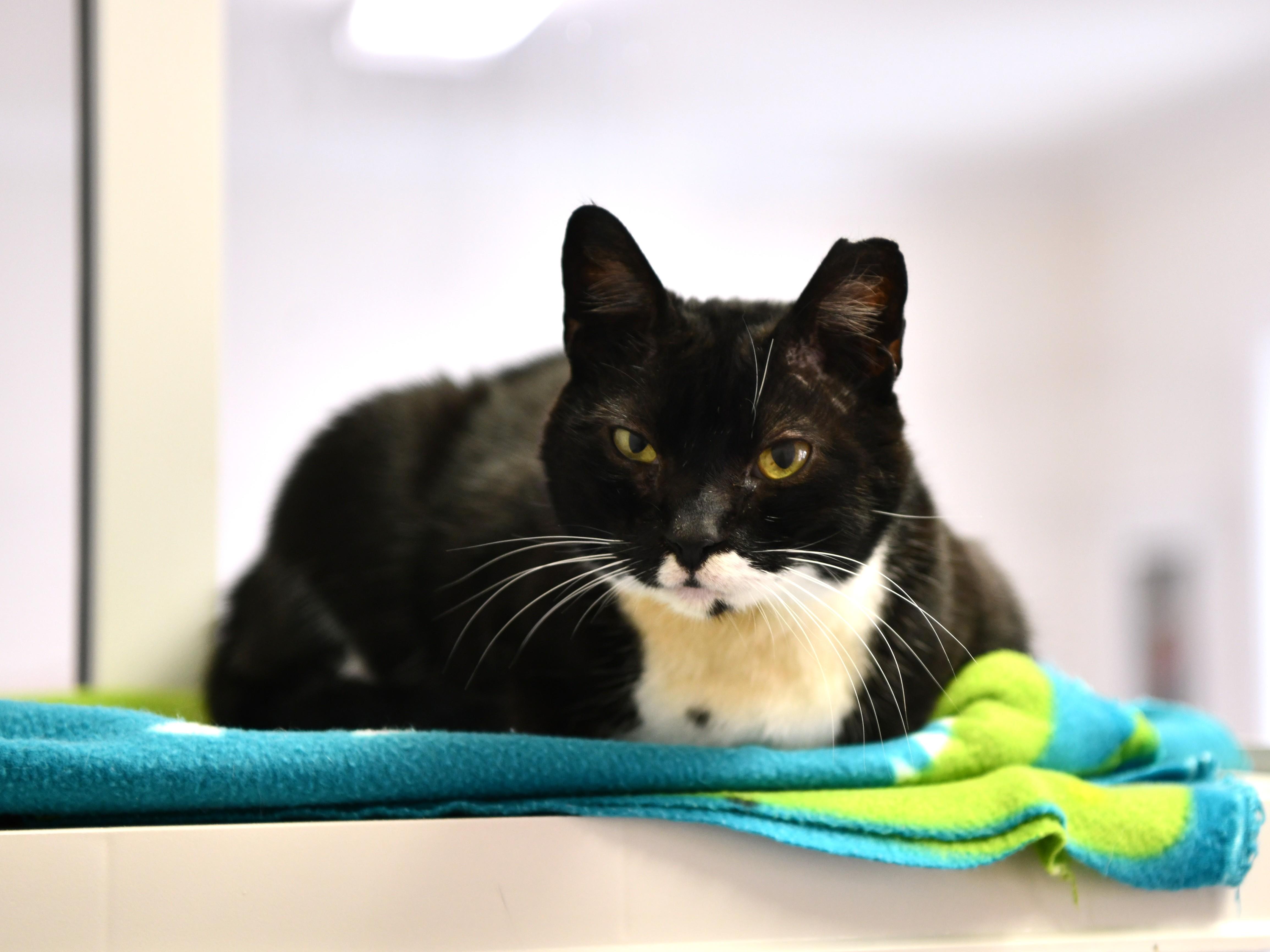 Chicken Minis, a Adoptable Domestic Short Hair in Fairhope, AL image 1/5