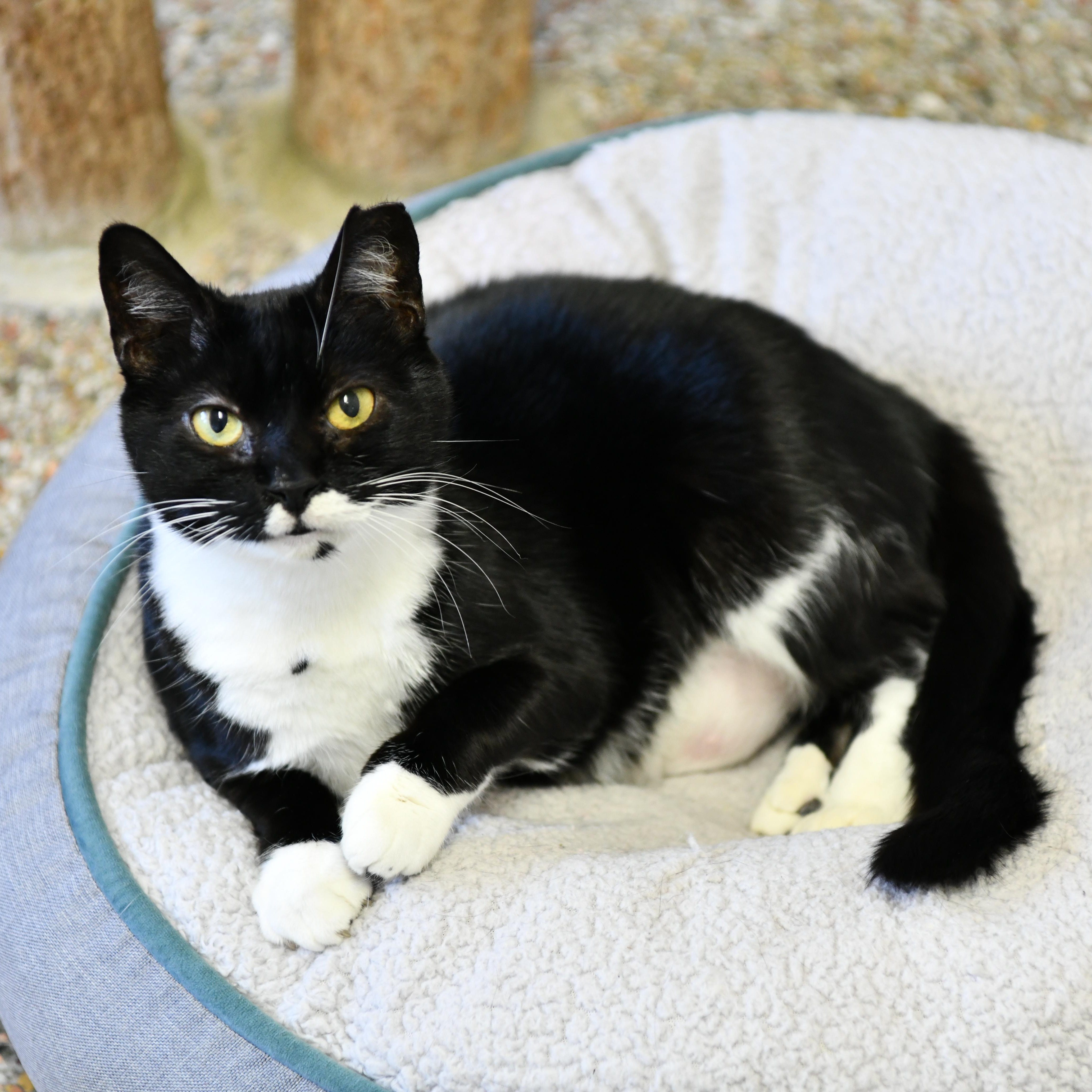 Chicken Minis, an adoptable Domestic Short Hair in Fairhope, AL, 36532 | Photo Image 3
