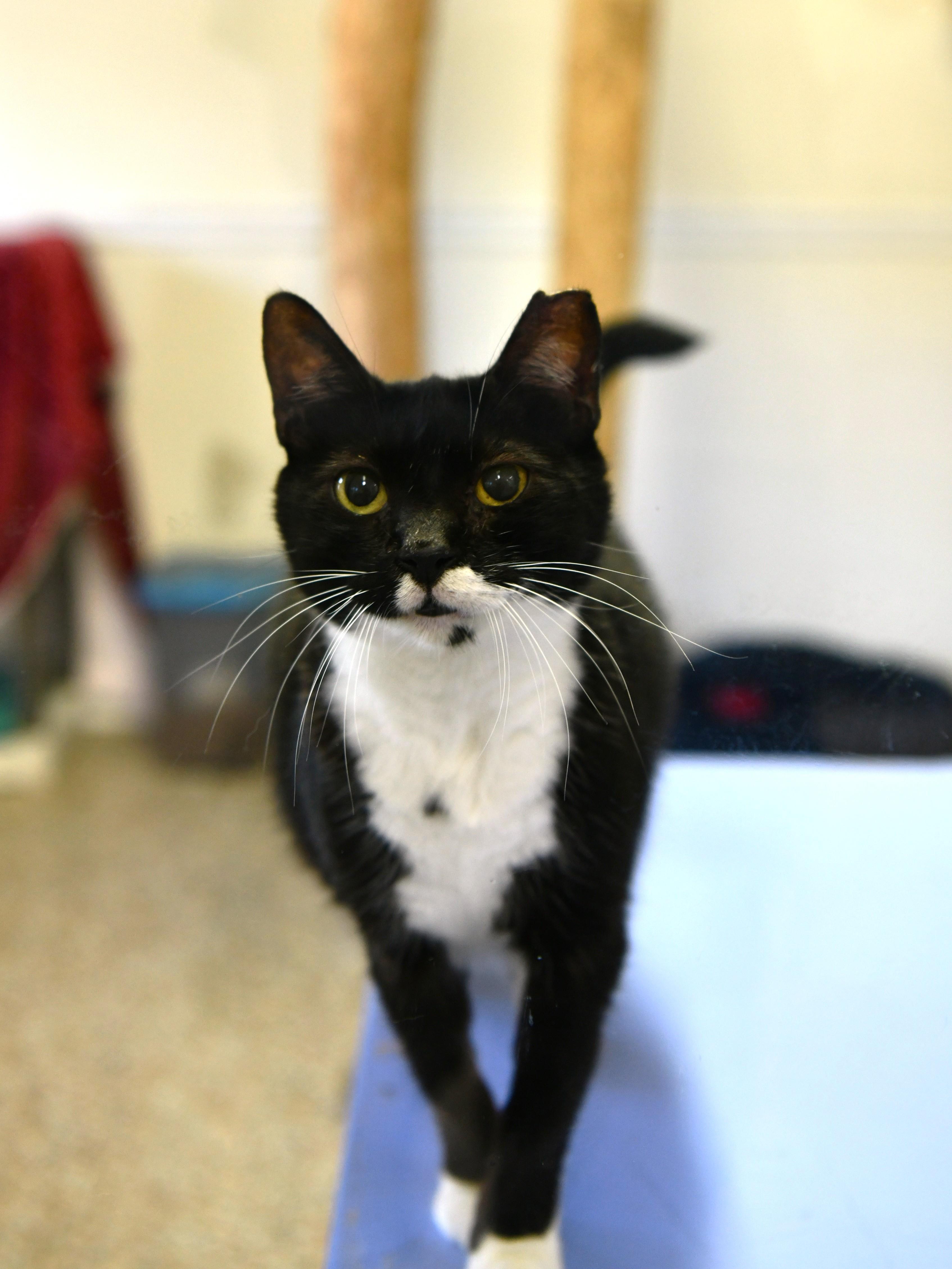 Chicken Minis, a Adoptable Domestic Short Hair in Fairhope, AL image 3/5