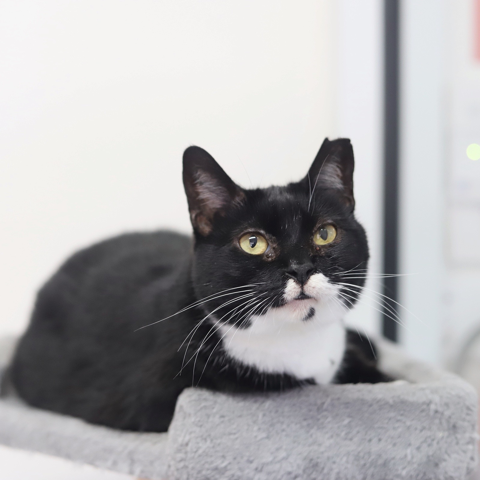 Chicken Minis, an adoptable Domestic Short Hair in Fairhope, AL, 36532 | Photo Image 1