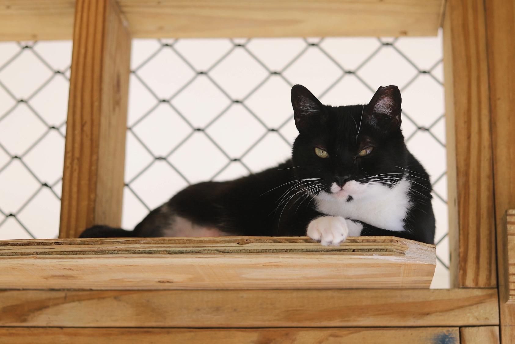 Chicken Minis, an adoptable Domestic Short Hair in Fairhope, AL, 36532 | Photo Image 4