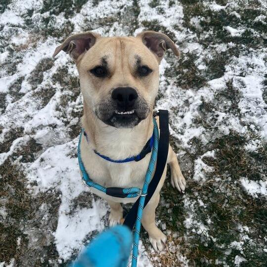 Kirby, Adoptable, Young Male Pit Bull Terrier.