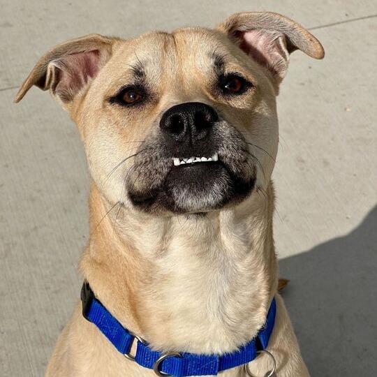 Enlarge Kirby, a Adoptable Pit Bull Terrier in Matteson, IL image 2/6