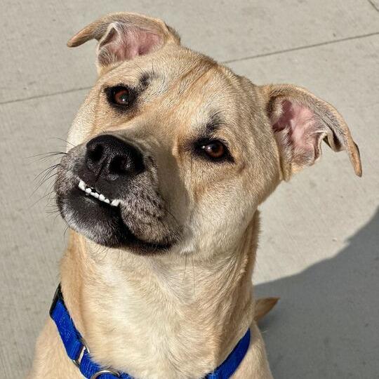 Enlarge Kirby, a Adoptable Pit Bull Terrier in Matteson, IL image 3/6