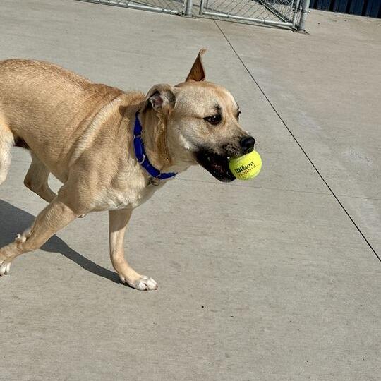 Enlarge Kirby, a Adoptable Pit Bull Terrier in Matteson, IL image 4/6