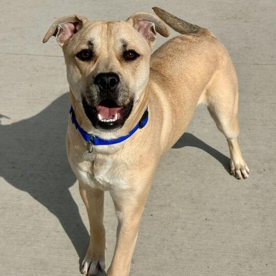 Enlarge Kirby, a Adoptable Pit Bull Terrier in Matteson, IL image 5/6