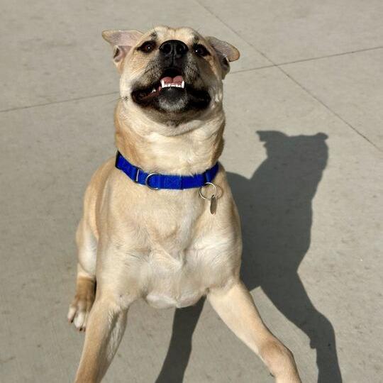 Enlarge Kirby, a Adoptable Pit Bull Terrier in Matteson, IL image 6/6