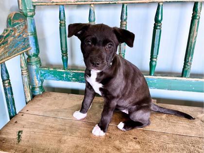 Thyme, Adoptable, Puppy Female Border Collie & Shepherd.