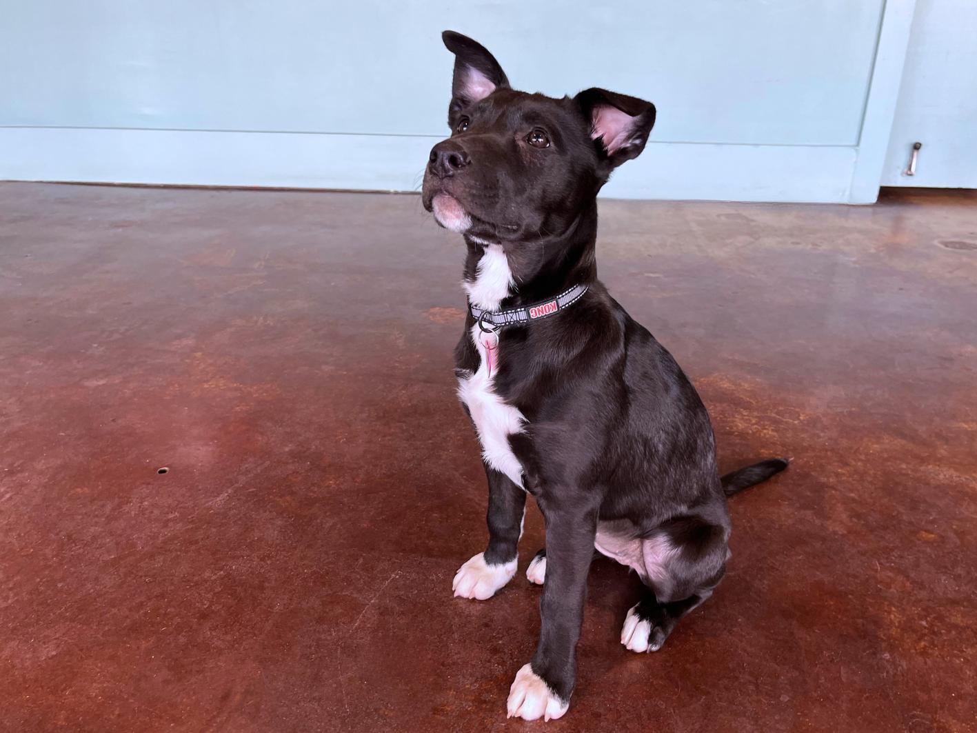Enlarge Thyme, a Adoptable mixed breed in San Antonio, TX image 3/4