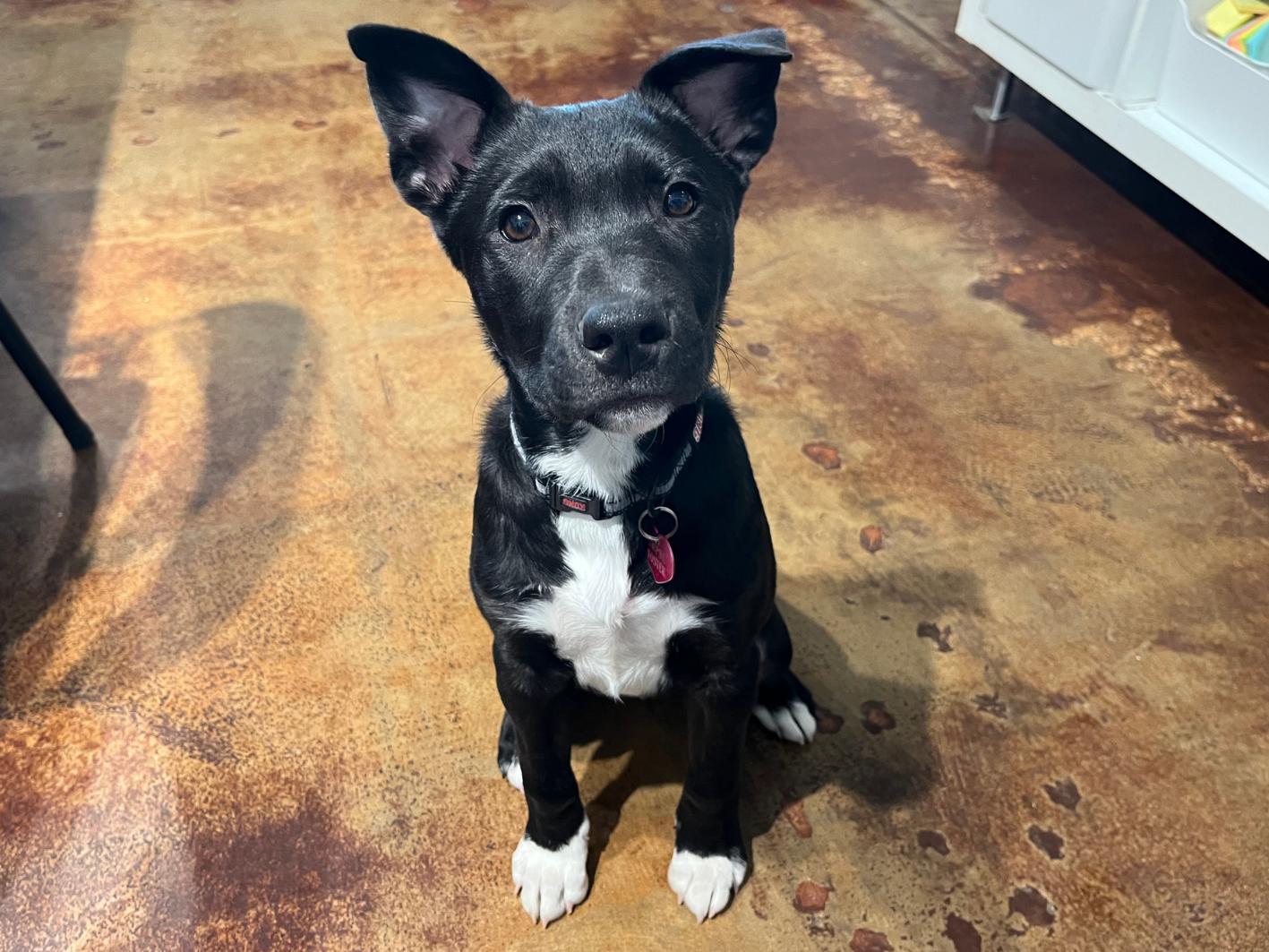 Enlarge Thyme, a Adoptable mixed breed in San Antonio, TX image 1/4