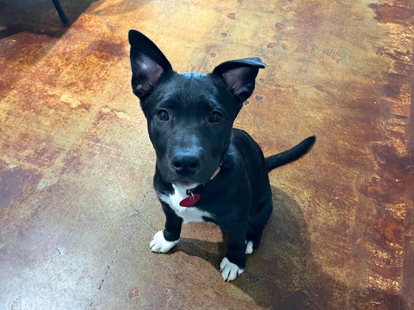Enlarge Thyme, a Adoptable mixed breed in San Antonio, TX image 4/4