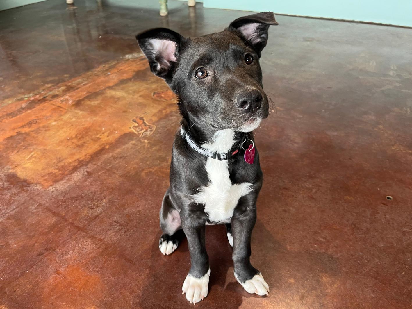 Enlarge Thyme, a Adoptable mixed breed in San Antonio, TX image 2/4