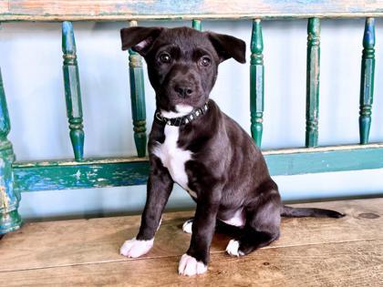 Thyme, a Adoptable mixed breed in San Antonio, TX image 2/3