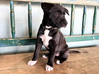 Thyme, a Adoptable mixed breed in San Antonio, TX image 3/3