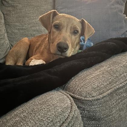 Enlarge Kate, a Adoptable mixed breed in Merriam, KS image 1/2