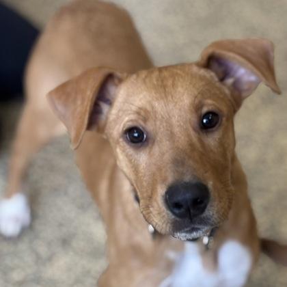 Enlarge Kate, a Adoptable mixed breed in Merriam, KS image 2/2