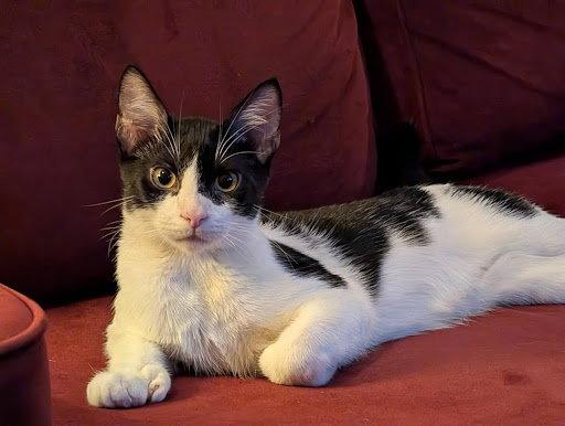 ferdinand, Adopted, Kitten Male Tuxedo & Domestic Short Hair.
