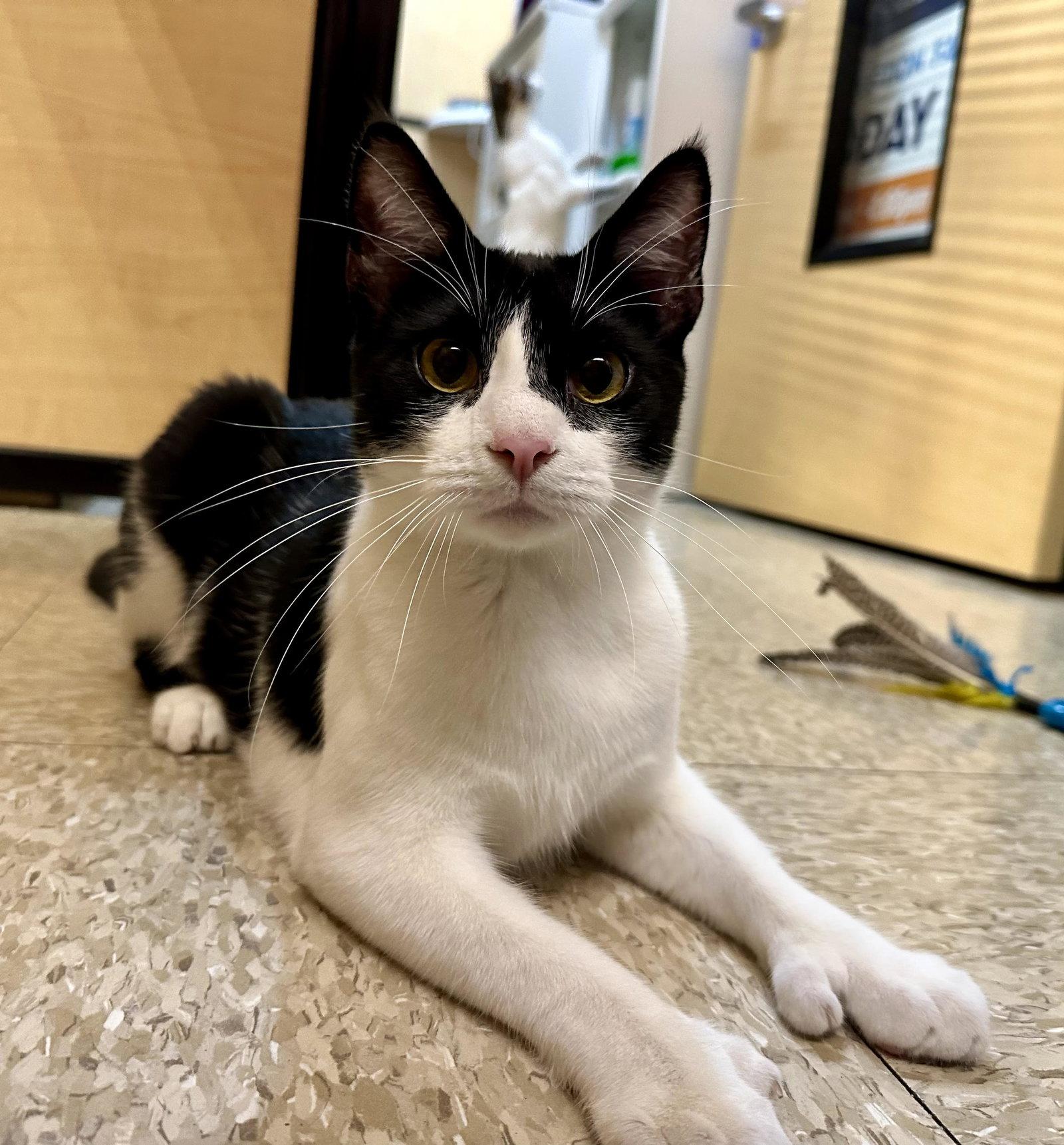 Enlarge ferdinand, a Adopted mixed breed in San Jose, CA image 2/2