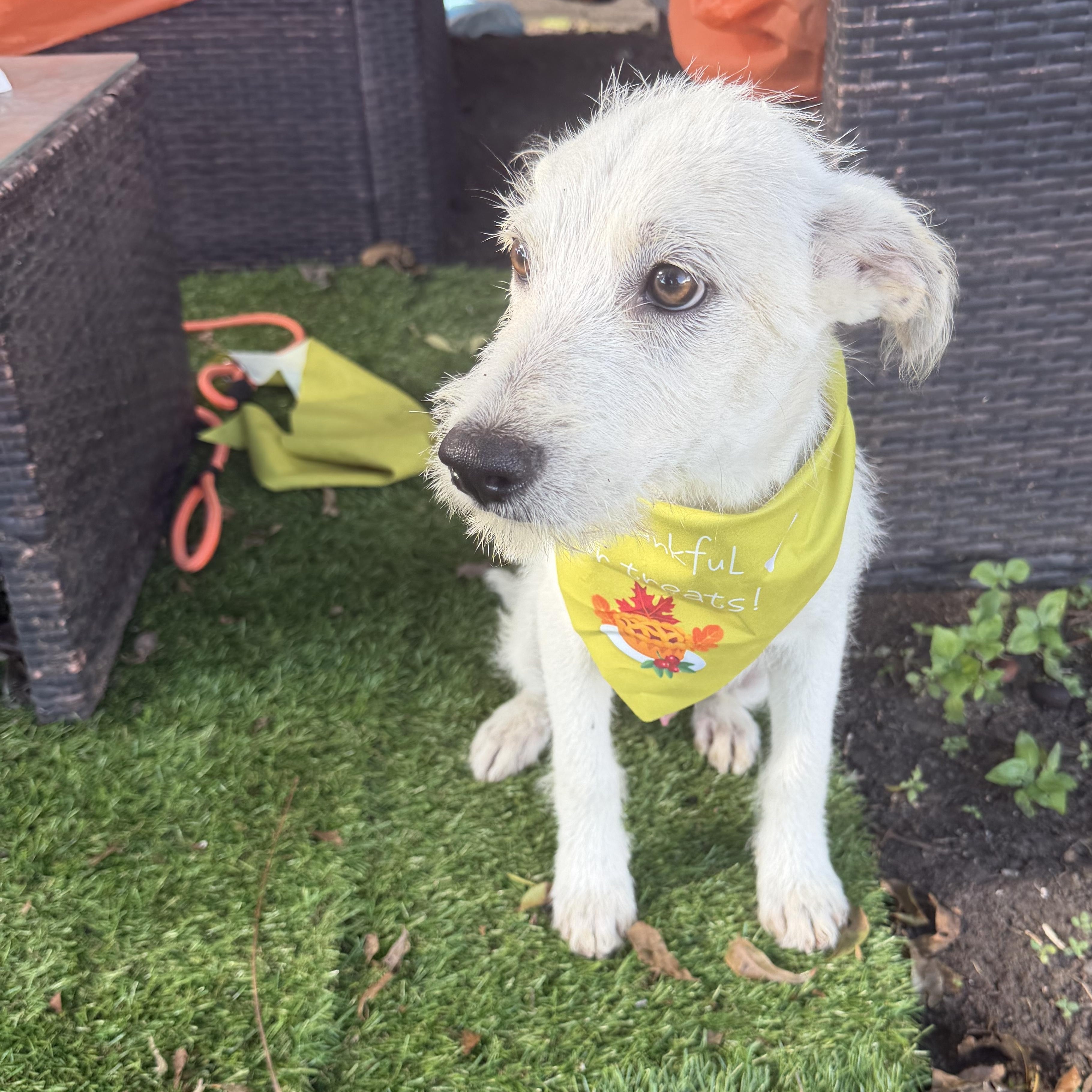 Toyo, Adoptable, Young Male Cairn Terrier.
