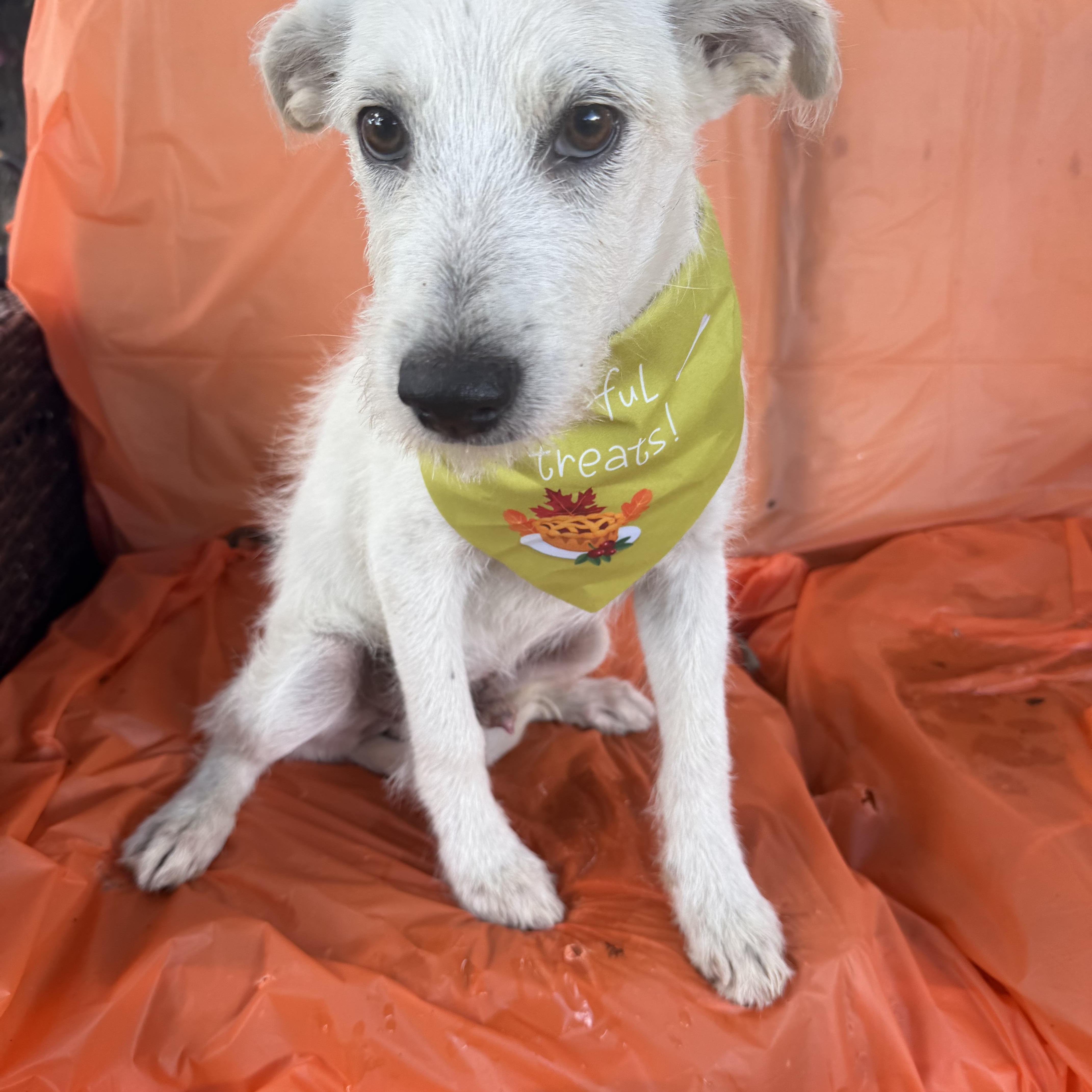Enlarge Toyo, a Adoptable mixed breed in Warwick, RI image 4/4