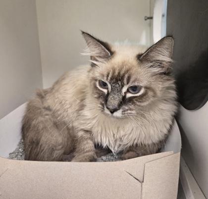 Custard, an adopted mixed breed in Phoenixville, PA image 2/2