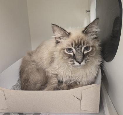 Custard, adopted, Adult Male Ragdoll.