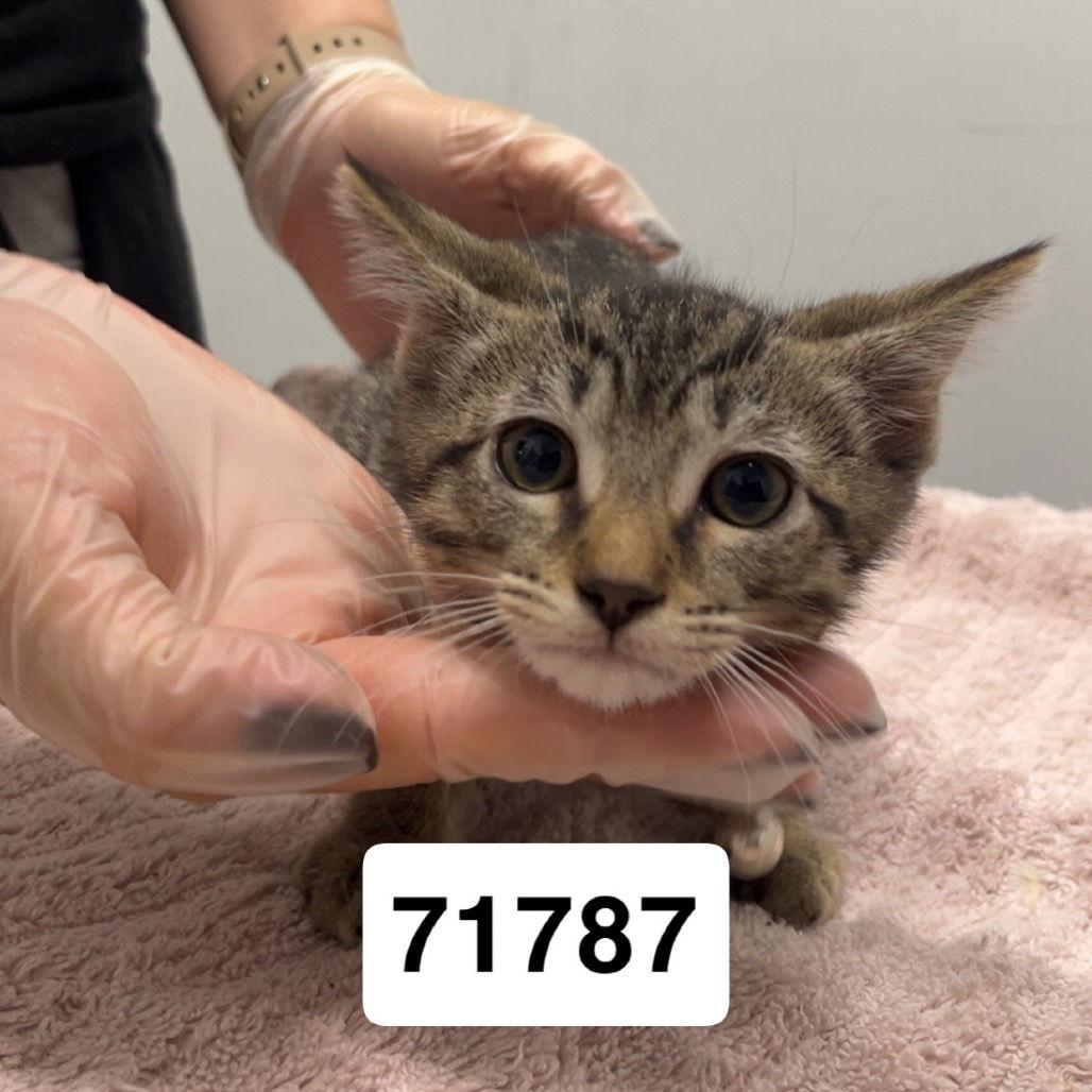 Asher, Adoptable, Young Male Domestic Short Hair.