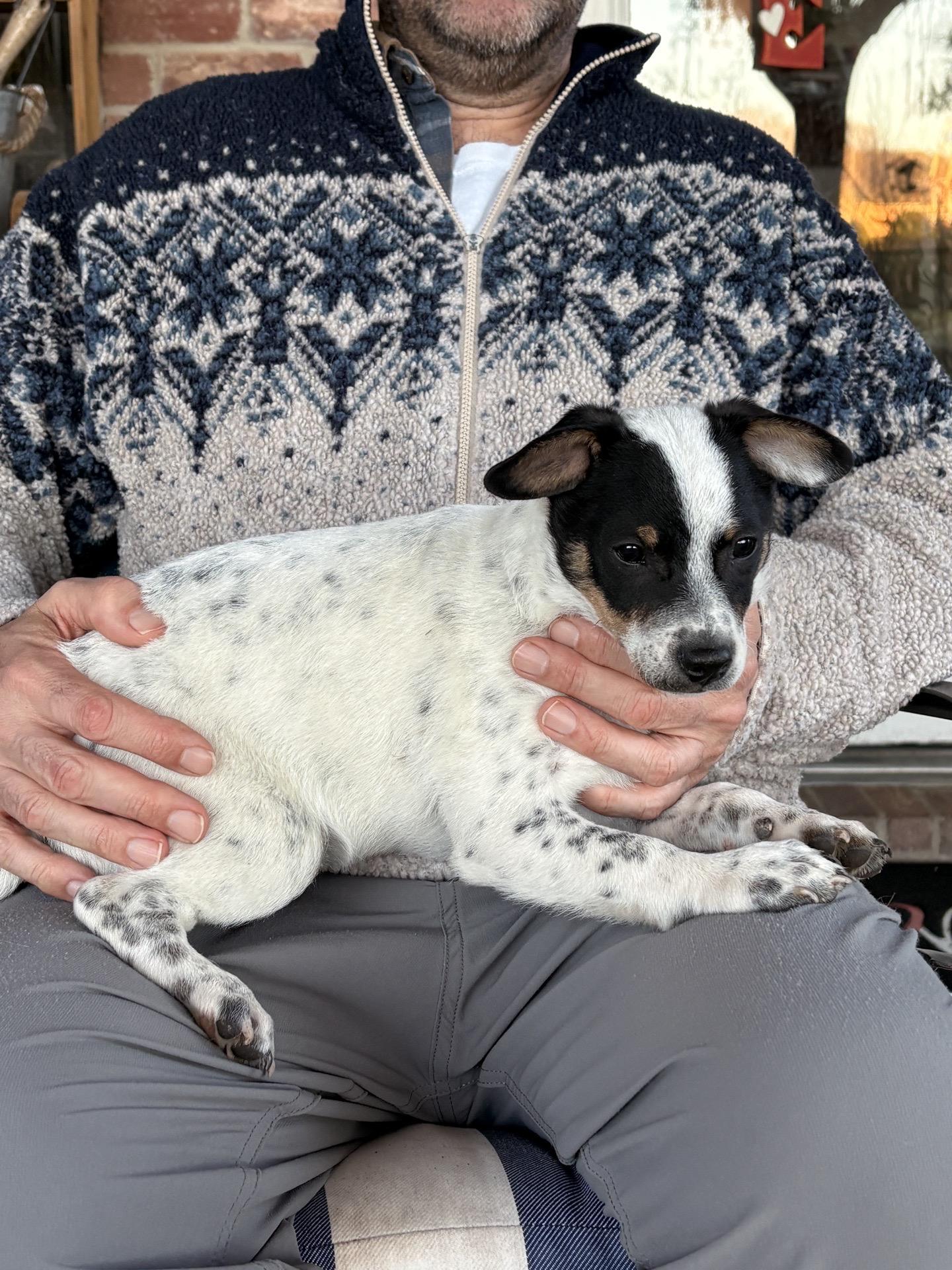 Enlarge Cadbury, a Adoptable mixed breed in Tallahassee, FL image 2/4