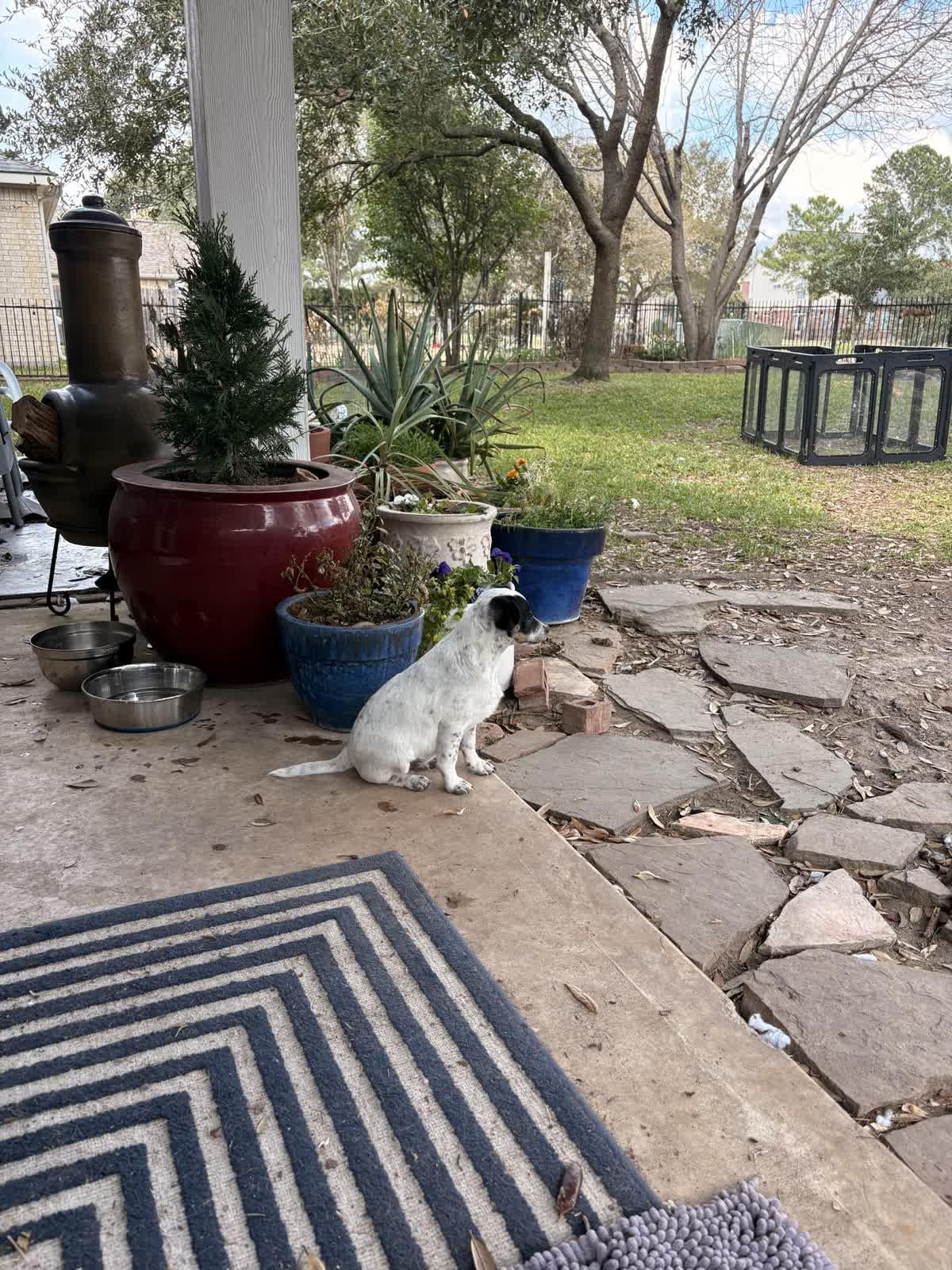 Enlarge Cadbury, a Adoptable mixed breed in Tallahassee, FL image 4/4