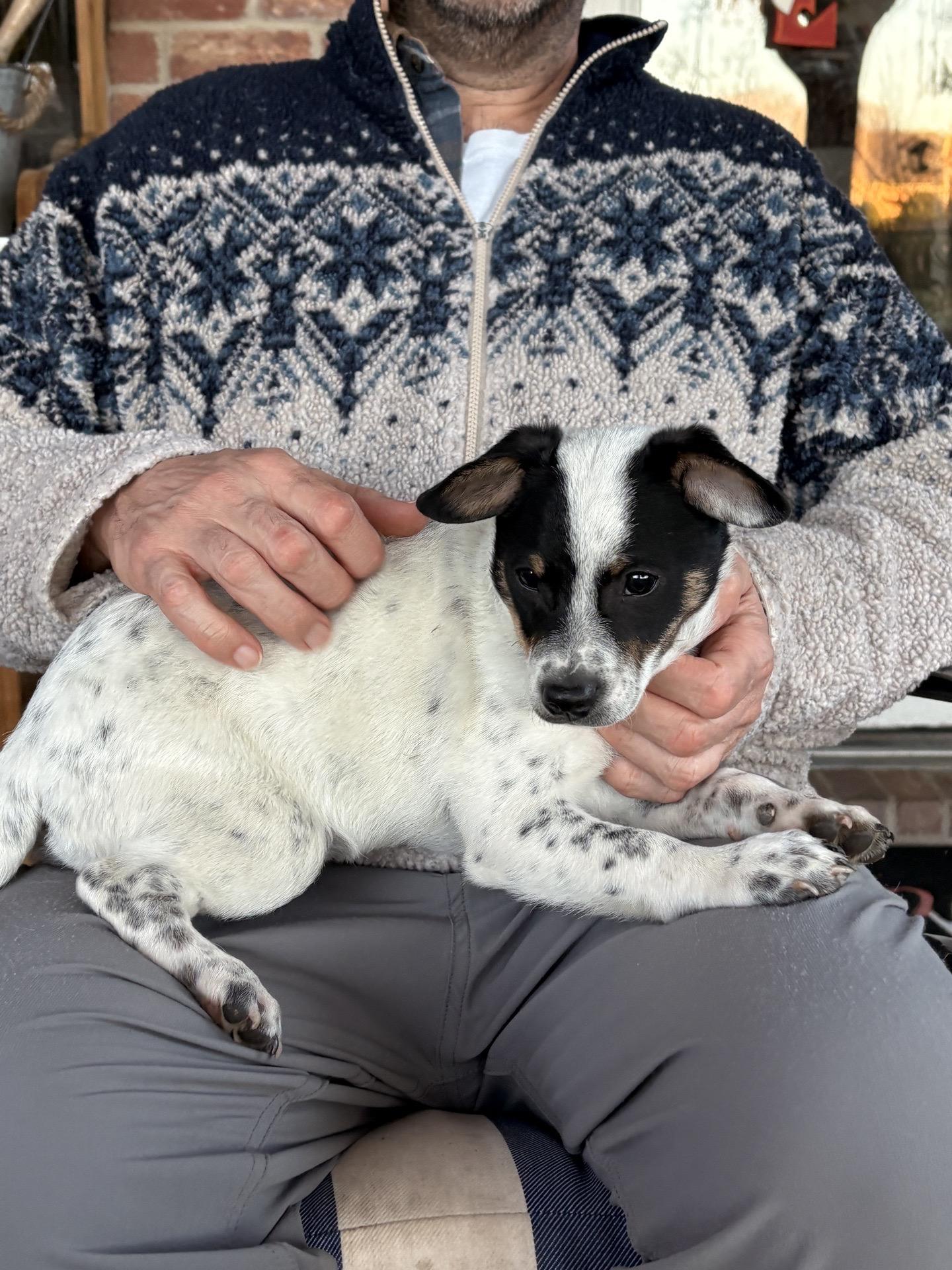 Cadbury, Adoptable, Puppy Male Chihuahua.