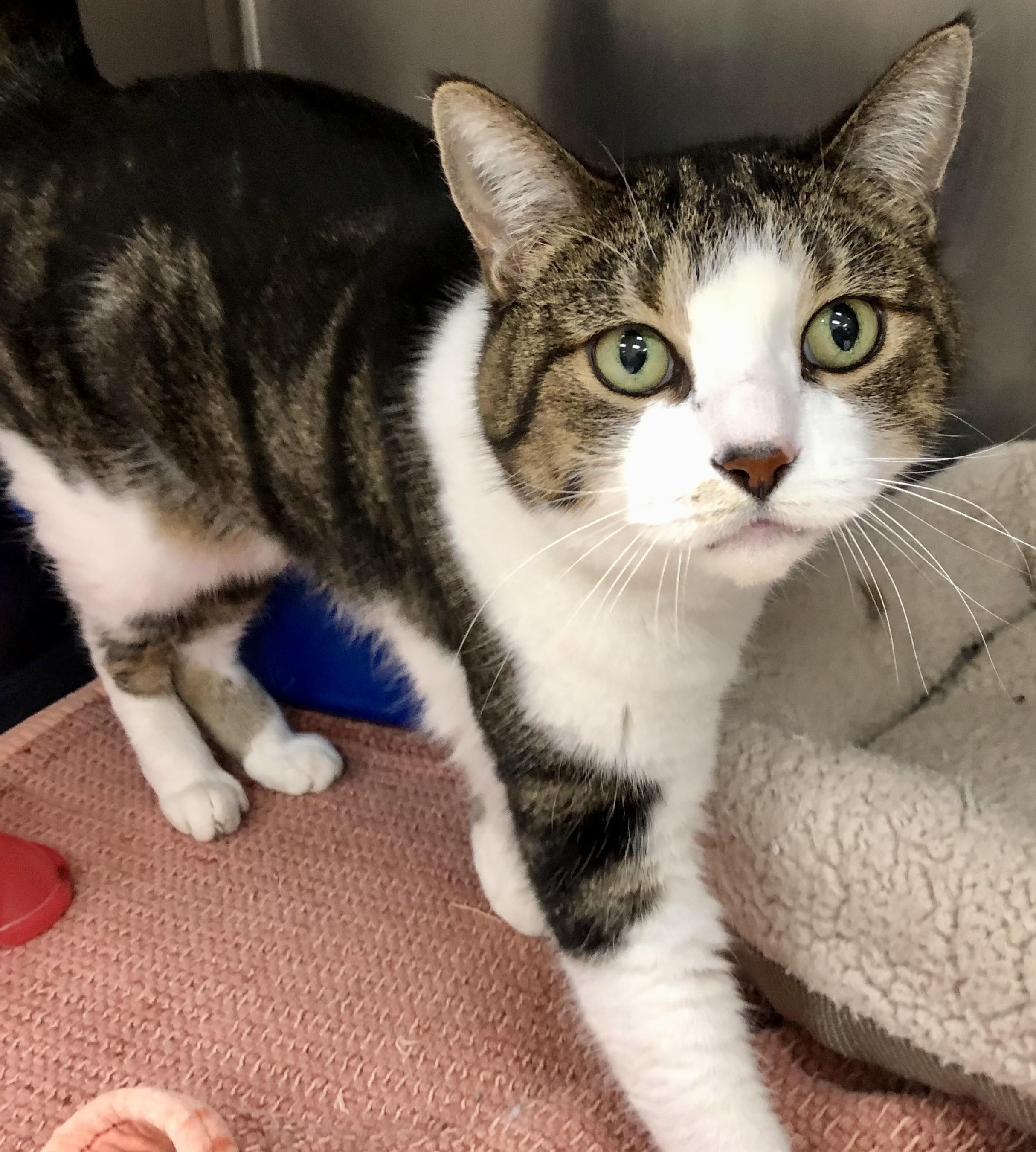 Delilah, Adoptable, Adult Female Domestic Short Hair.