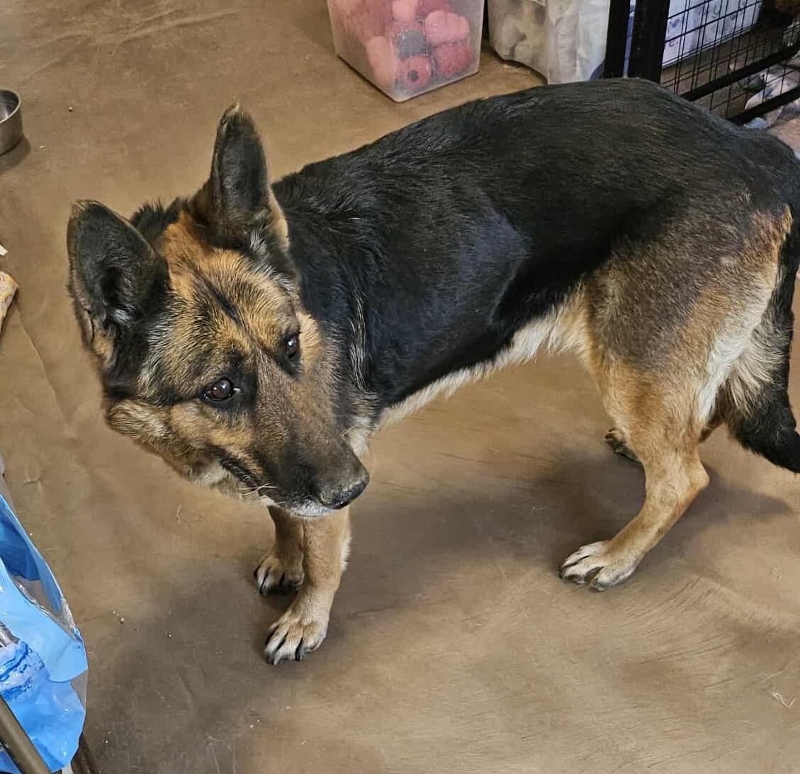 Enlarge Sheeba, an adopted German Shepherd Dog in Chappell, NE image 1/1