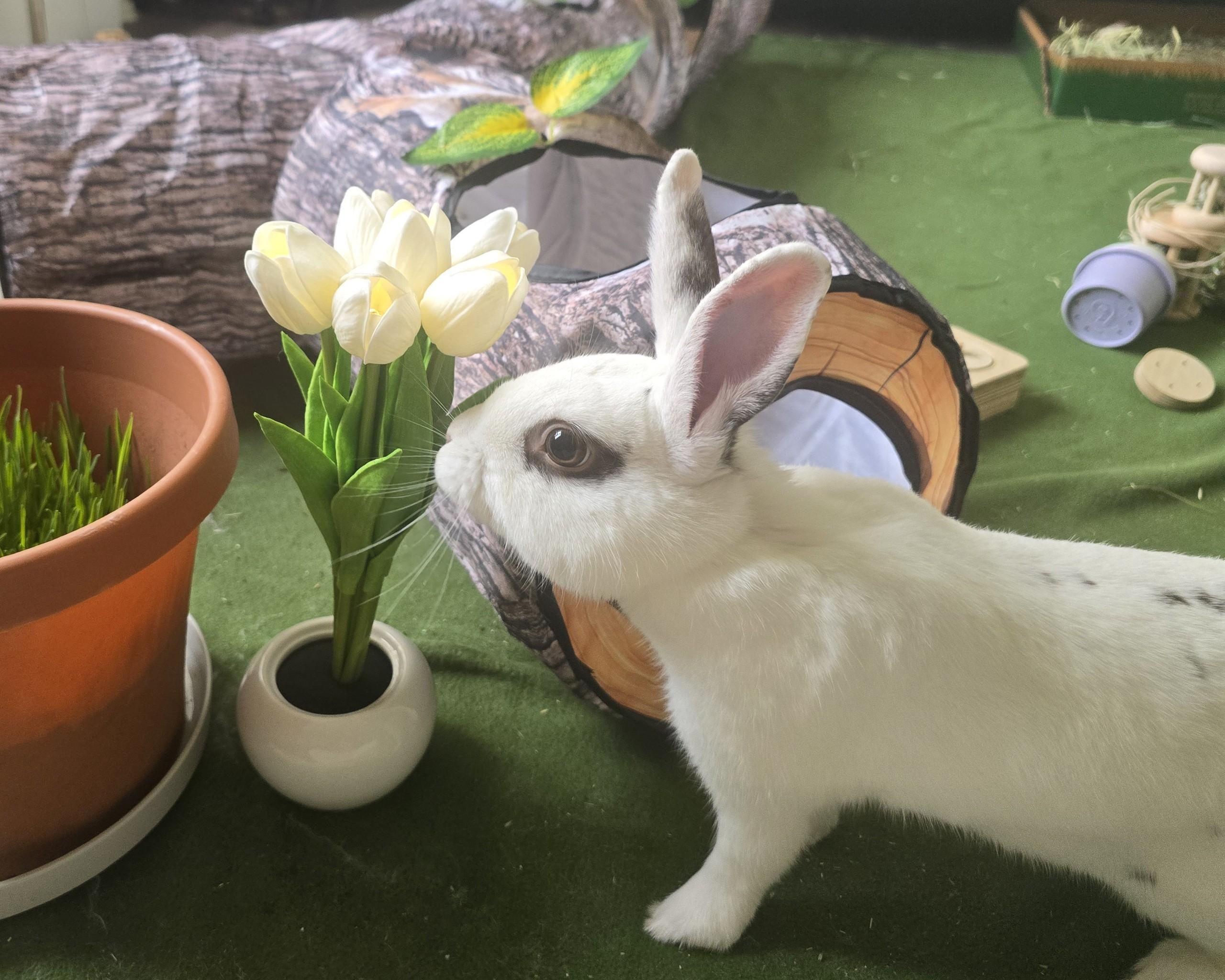 AUGIE (YOUNG NEUTERED MALE), Adoptable, Young Male Hotot & Dwarf.
