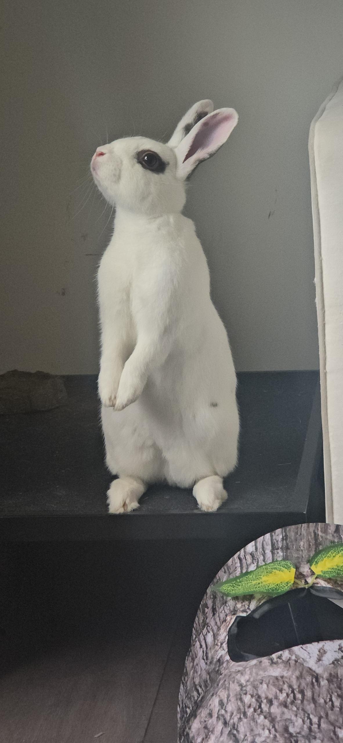 AUGIE (YOUNG NEUTERED MALE), a Adoptable mixed breed in Forest Hills, NY image 5/6