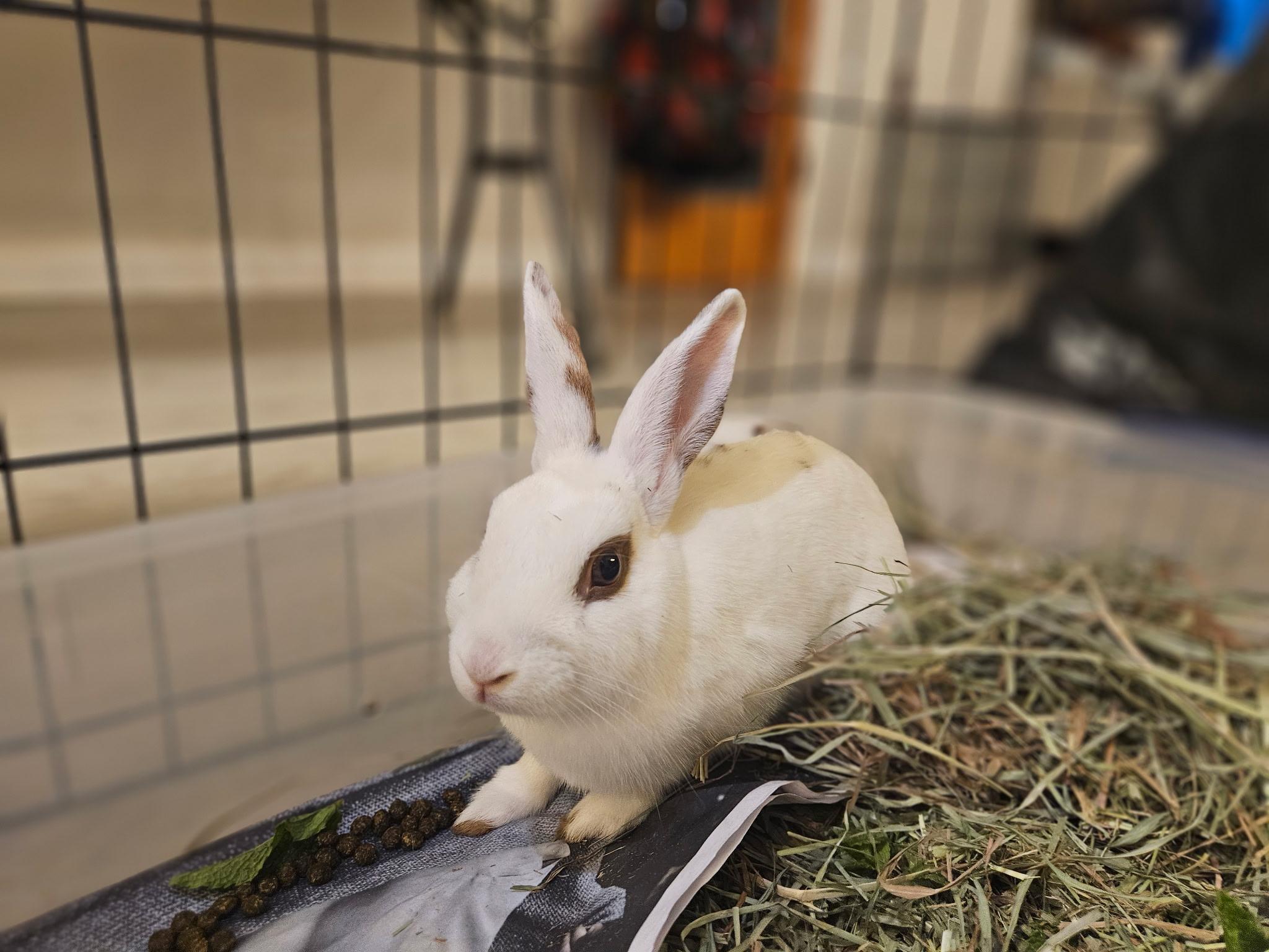 AUGIE (YOUNG NEUTERED MALE), Young Male unknown