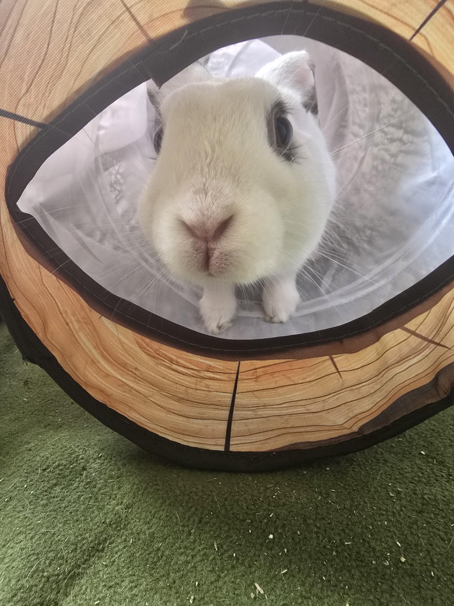 AUGIE (YOUNG NEUTERED MALE), a Adoptable mixed breed in Forest Hills, NY image 2/6