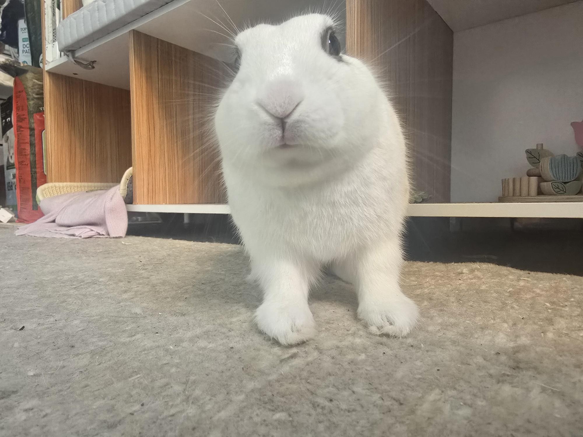 AUGIE (YOUNG NEUTERED MALE), a Adoptable mixed breed in Forest Hills, NY image 6/6