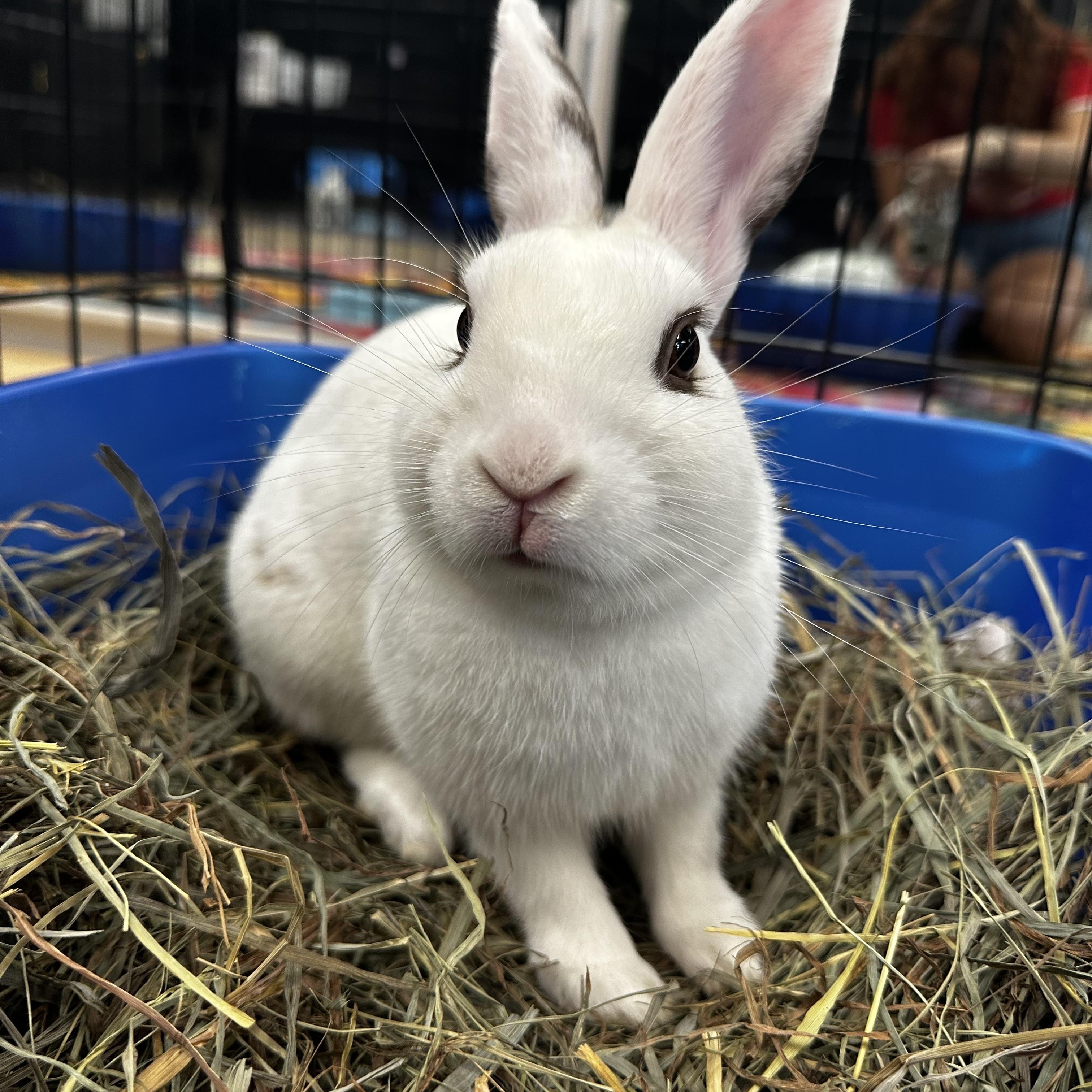 AUGIE (YOUNG NEUTERED MALE), a Adoptable mixed breed in Forest Hills, NY image 3/6