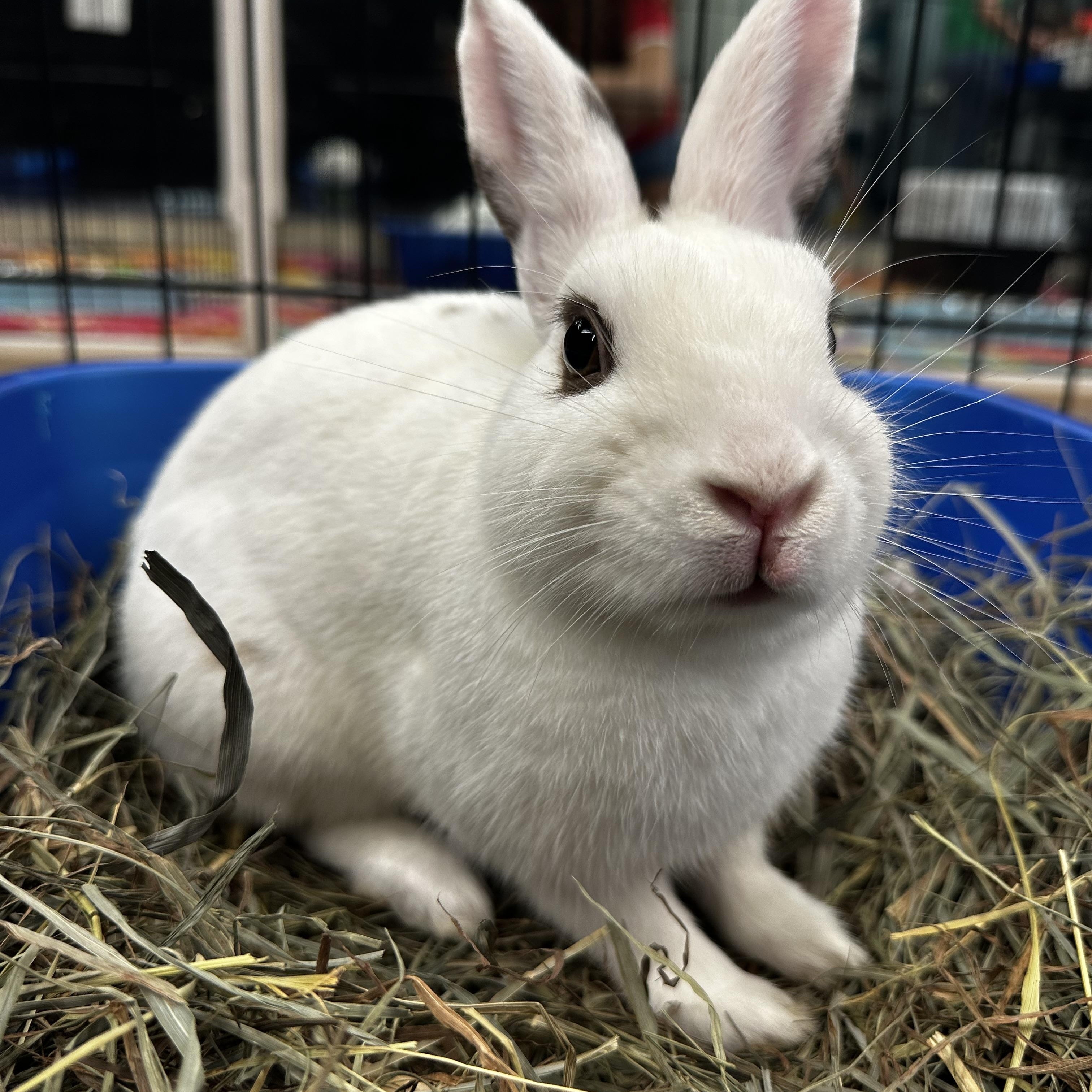 AUGIE (YOUNG NEUTERED MALE), a Adoptable mixed breed in Forest Hills, NY image 4/6