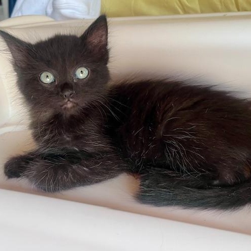 Jim, an adopted Domestic Medium Hair in Cleveland, OH image 2/2