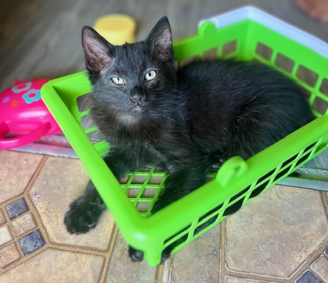 Jim, adopted, Kitten Male Domestic Medium Hair.