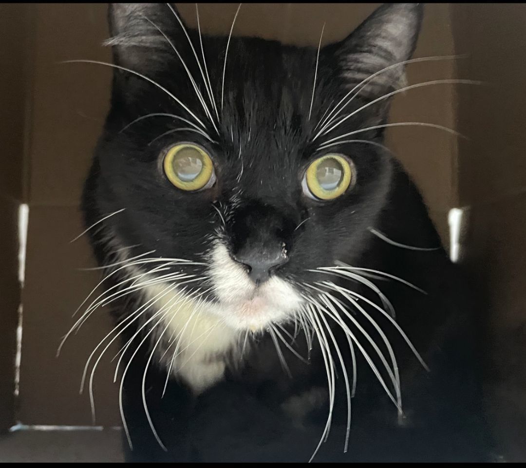 Joey, a Adoptable Domestic Short Hair in New York, NY image 1/3