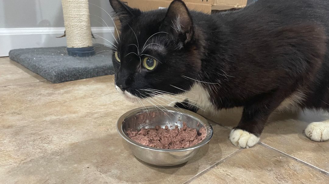 Joey, a Adoptable Domestic Short Hair in New York, NY image 2/3