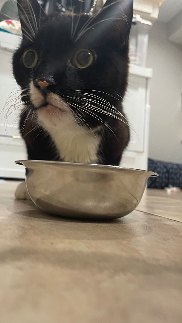 Joey, a Adoptable Domestic Short Hair in New York, NY image 3/3