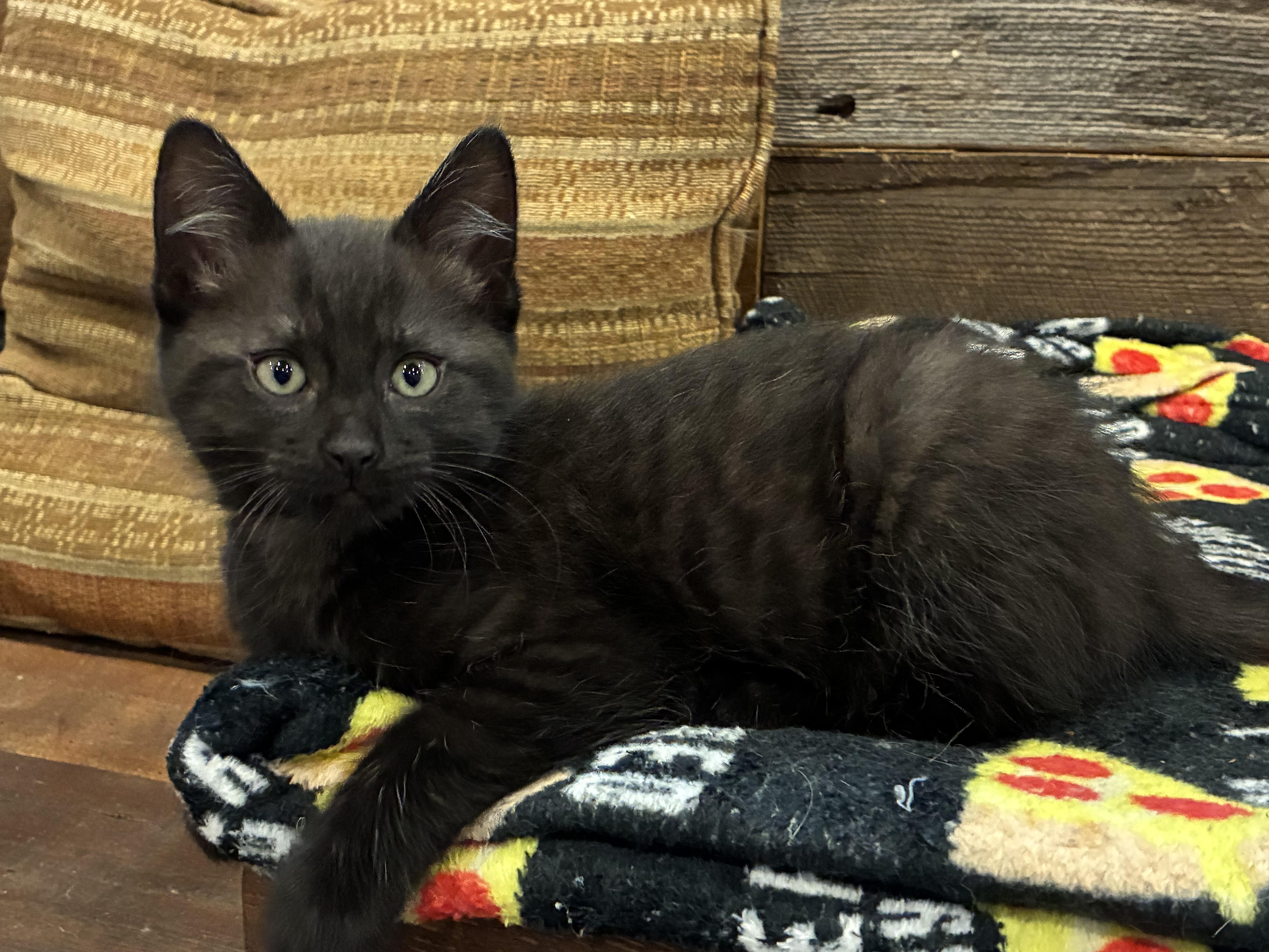 Mario (litter mates are Fluffy, Daisy, & Lia), a Adoptable Domestic Short Hair in Brighton, MI image 3/3