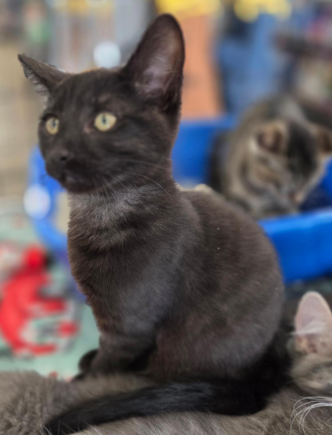 Mario (litter mates are Fluffy, Daisy, & Lia), a Adoptable Domestic Short Hair in Brighton, MI image 1/3