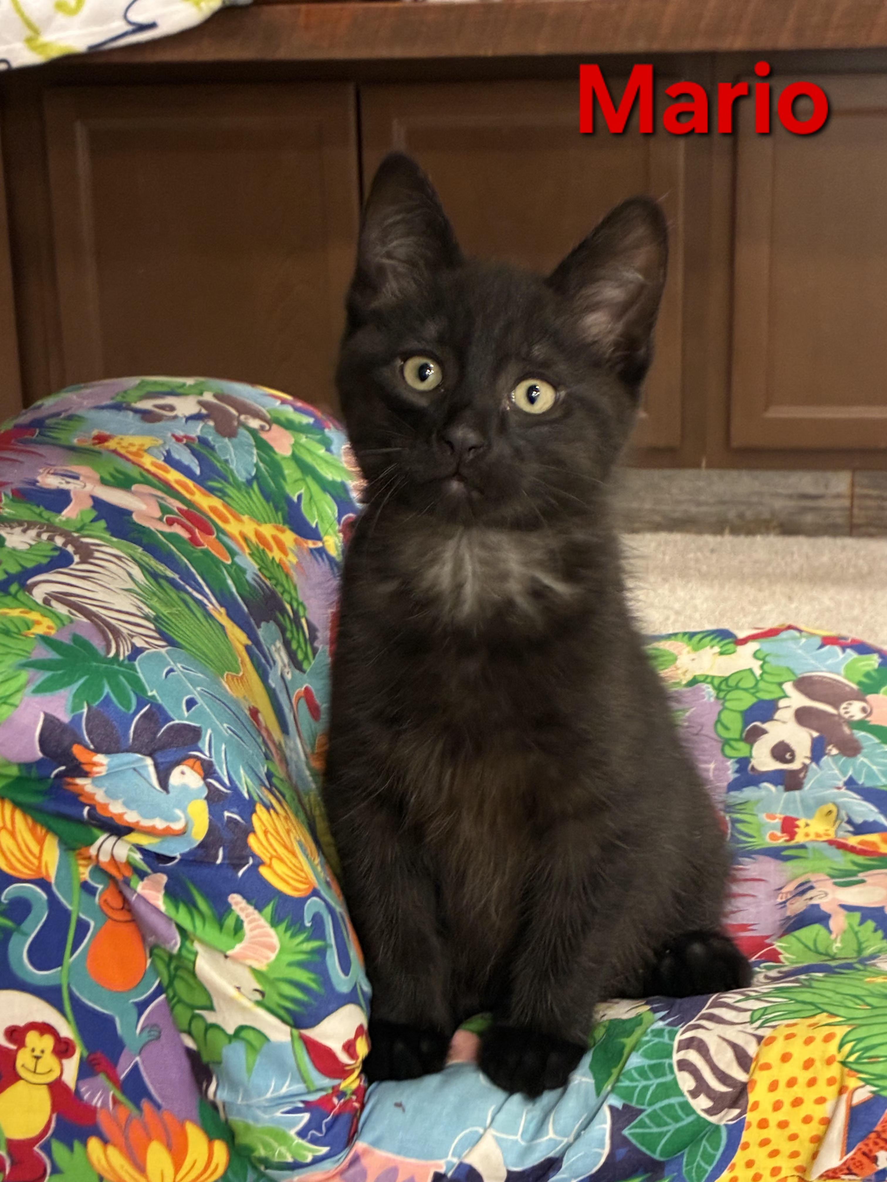 Mario (litter mates are Fluffy, Daisy, & Lia), a Adoptable Domestic Short Hair in Brighton, MI image 2/3