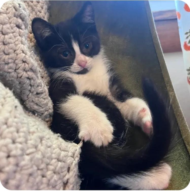 Enlarge Claudia, a Adoptable Tuxedo in Reeseville, WI image 2/2